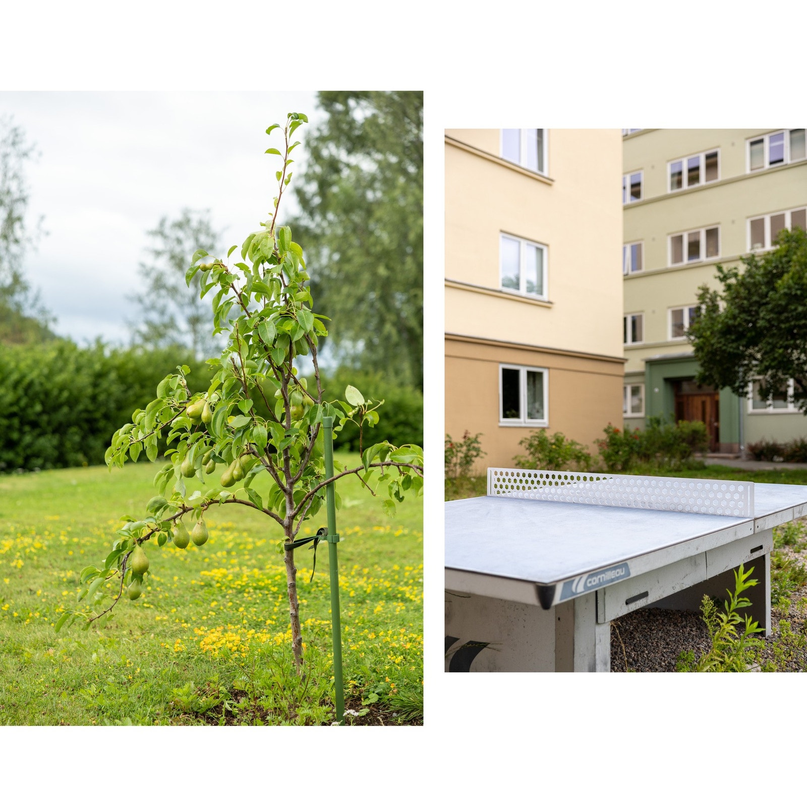 Hyggelige fellesområder med kirsebær, rabarbra, bringebær og til og med markjordbær. Galleribilde