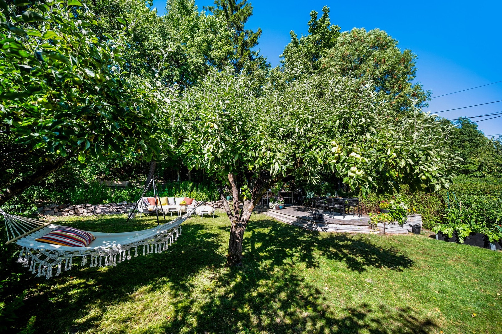 En veletablert, usjenert hage med gamle frukttrær, helt uten innsyn Galleribilde