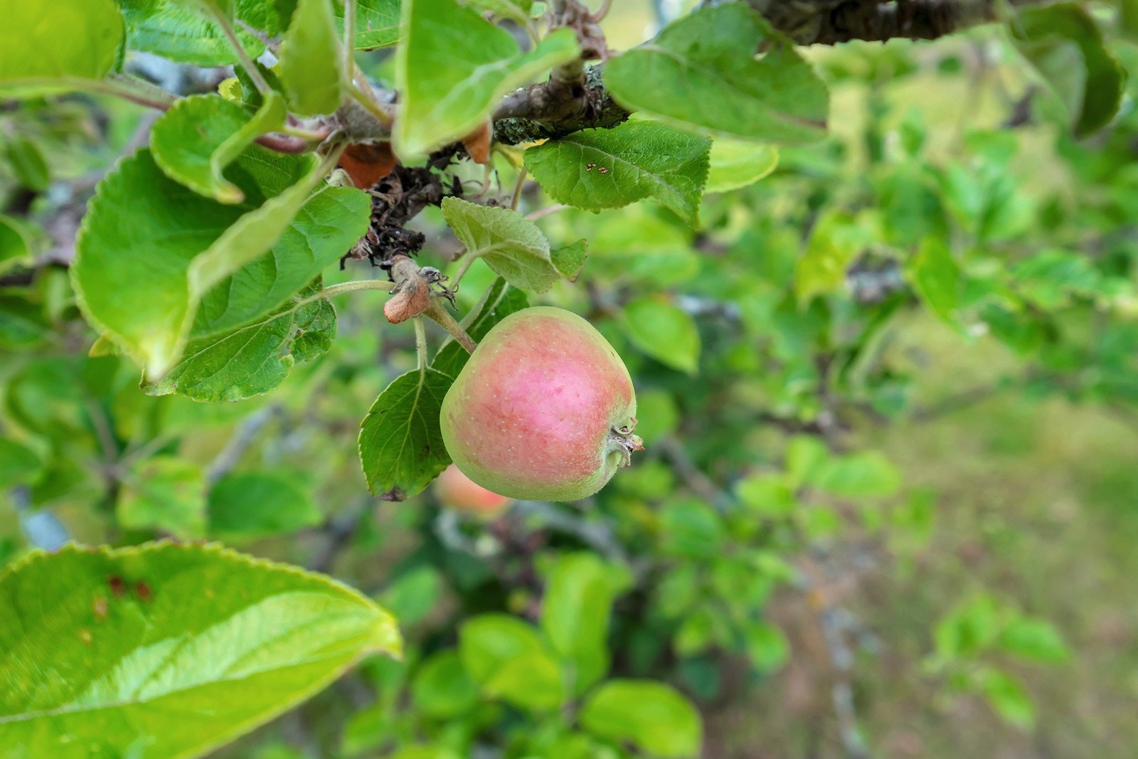 Epletre i hagen. Galleribilde