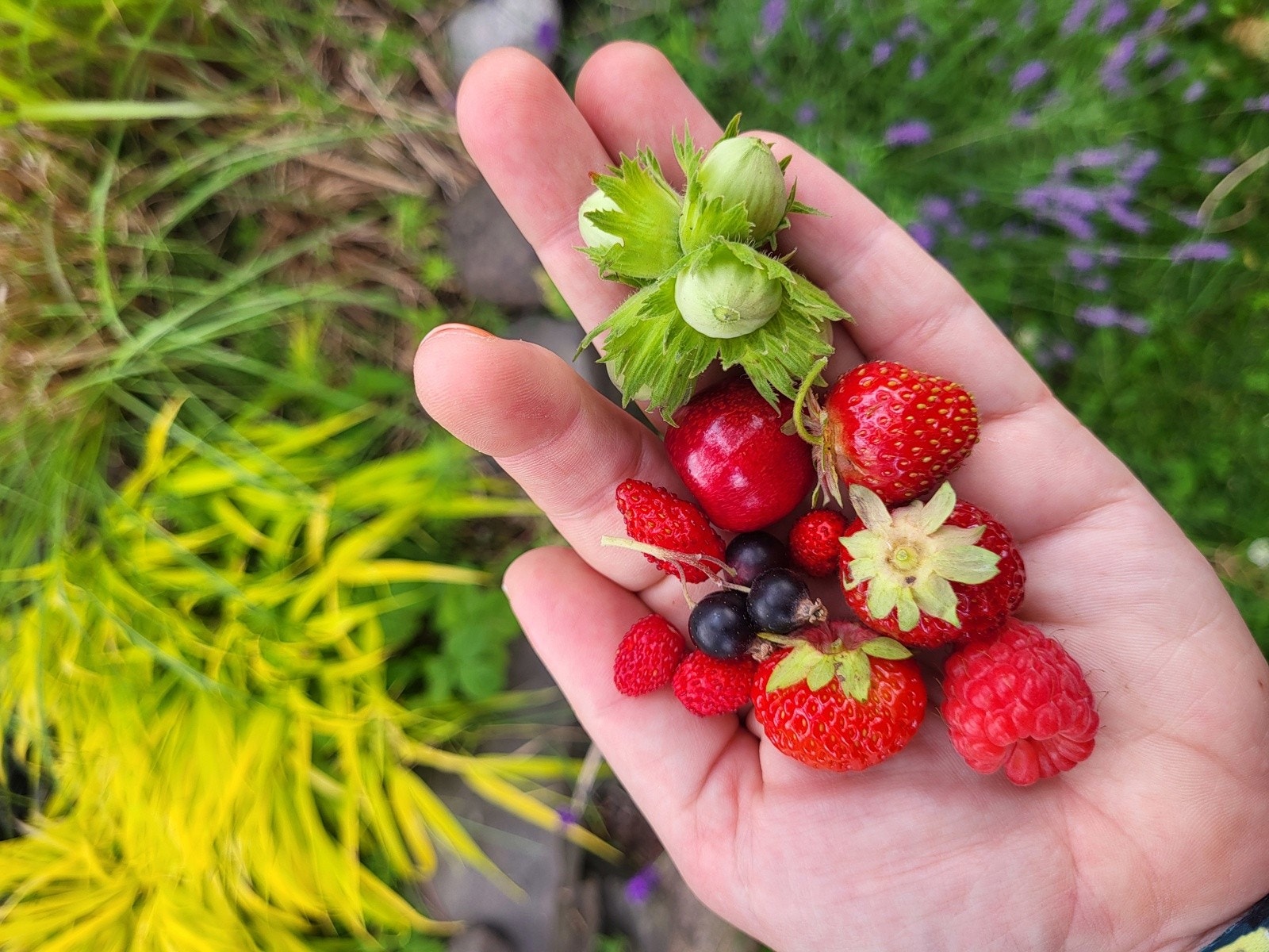 Bær fra egen hage. Galleribilde