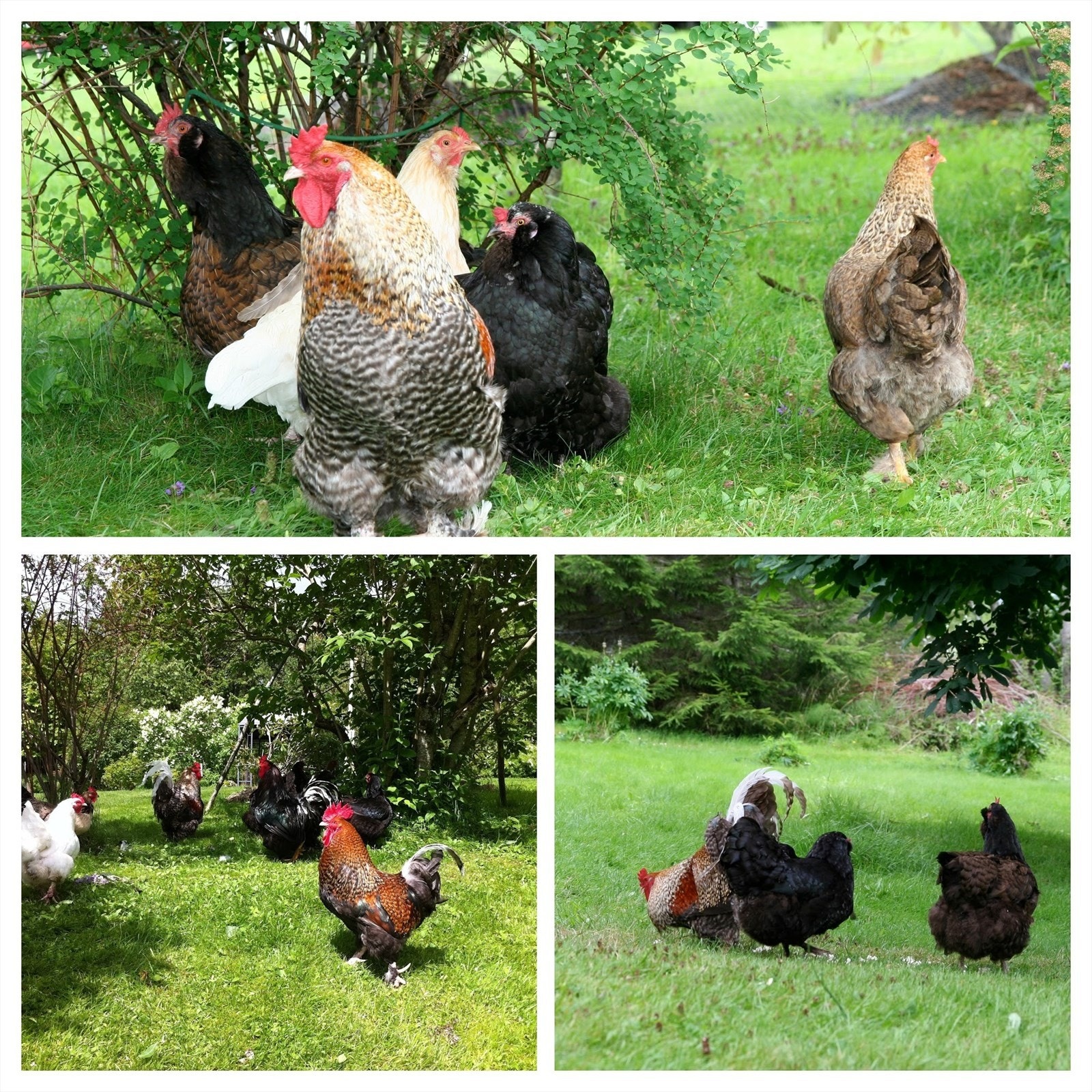 På eiendommen er det store muligheter for dyrehold om ønskelig - her flotte høner som koser seg på tunet. Bilde tatt av selger Galleribilde