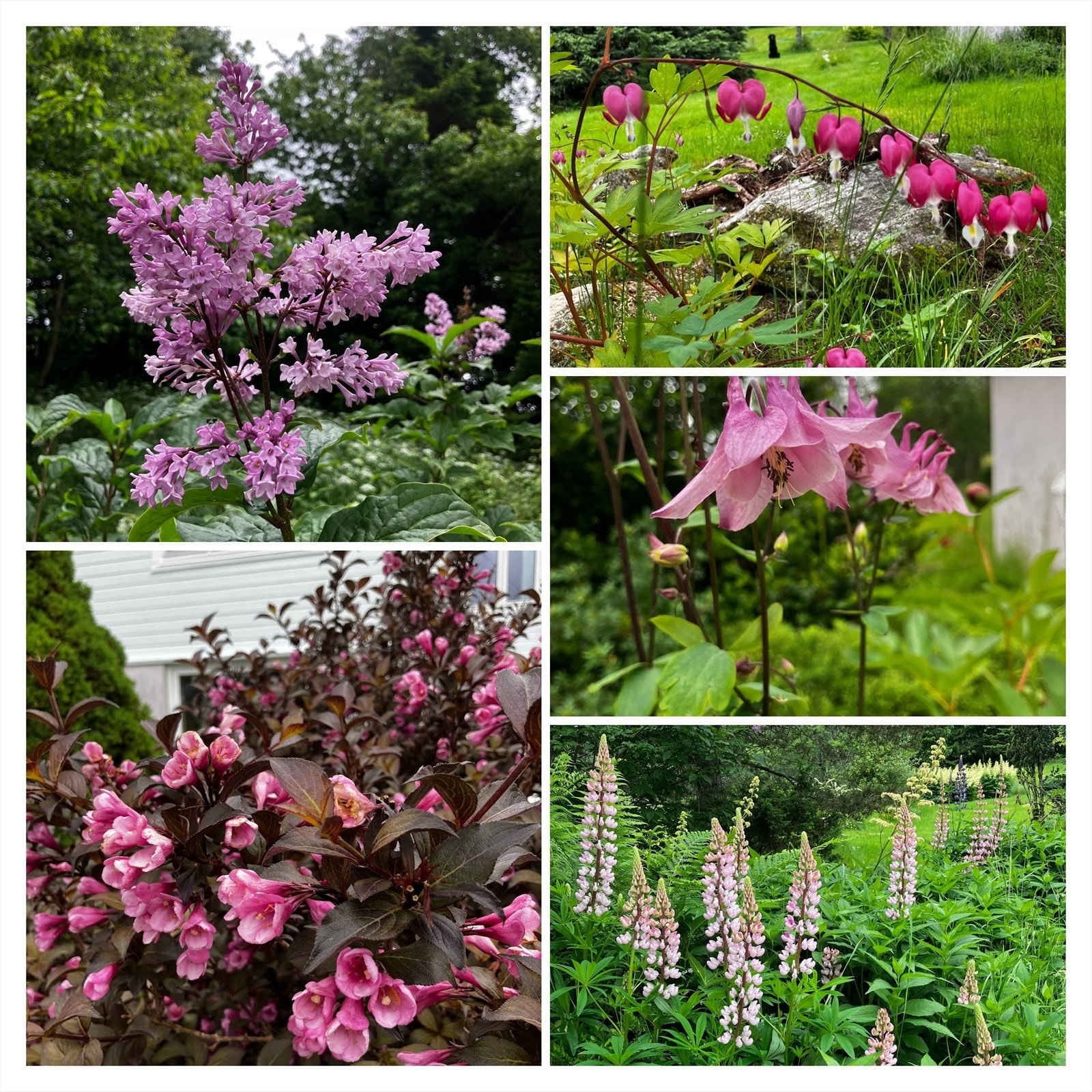 Flere flotte blomster og vekster som pryder hagen sommerstid - bilde tatt av selger Galleribilde