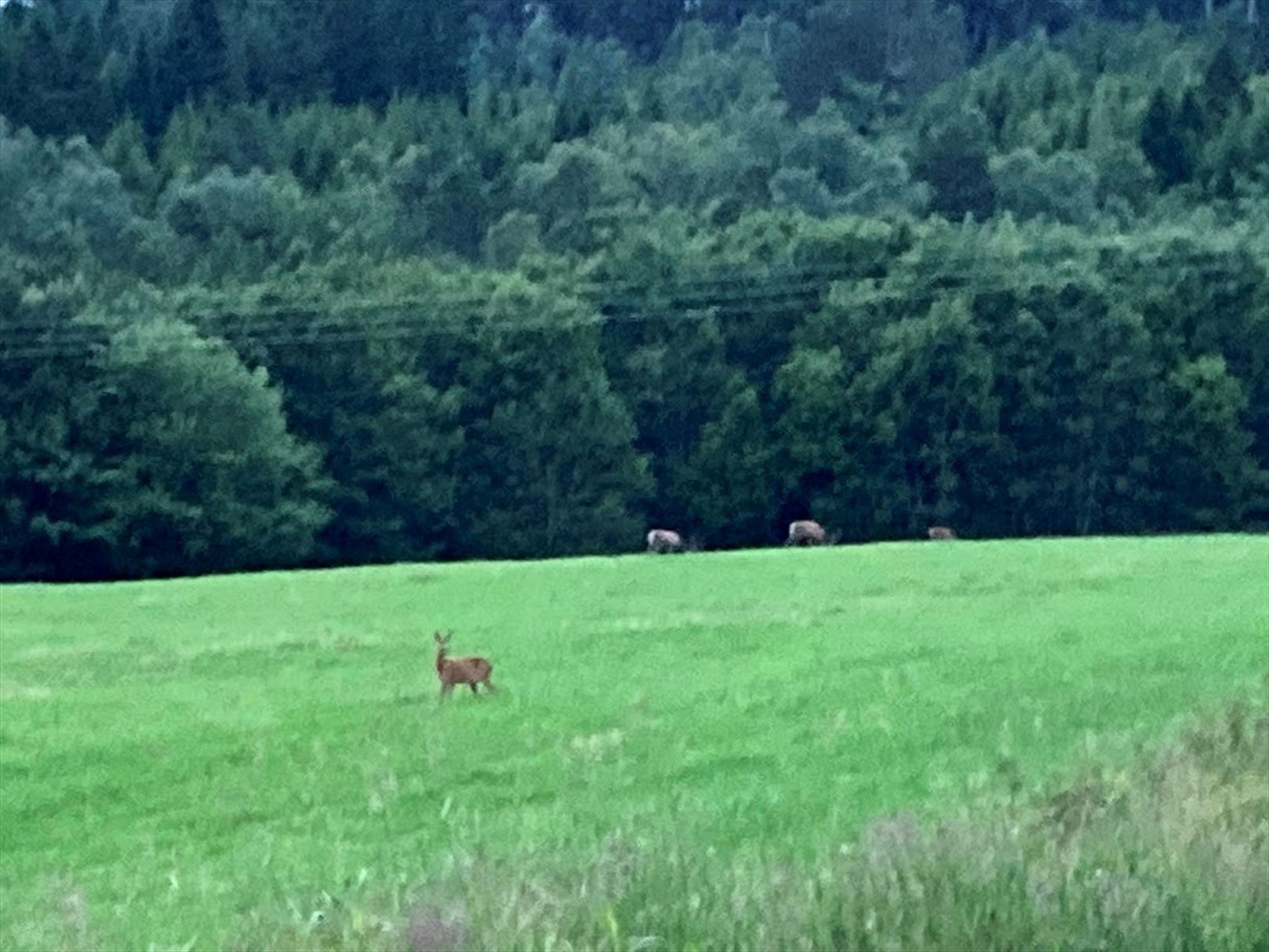 Flott dyreliv kan med hjorten som besøker jordene kan nytes fra eiendommen - bilde tatt av selger Galleribilde