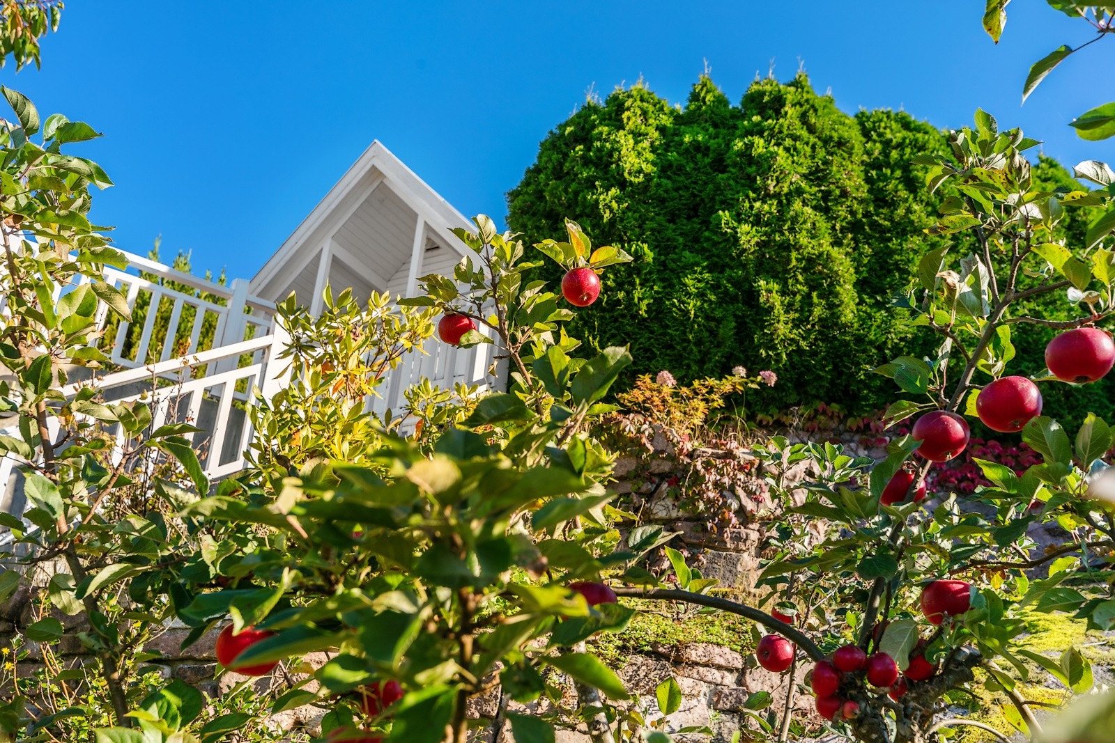 Epletre og morelltre i hagen Galleribilde