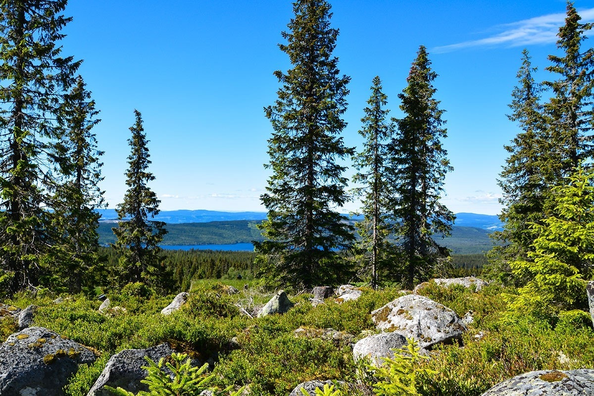 Flott natur rett utenfor døra Galleribilde
