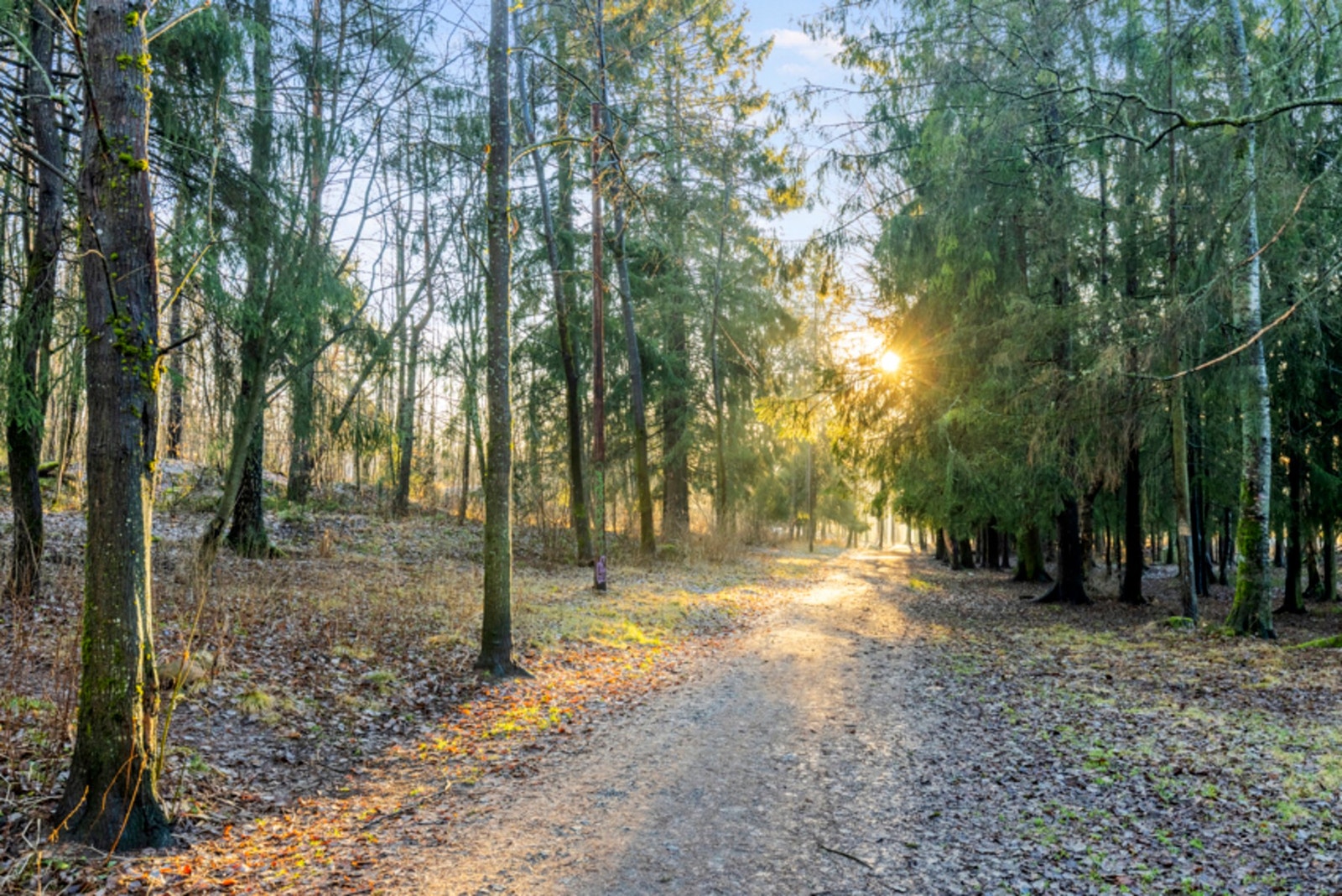 I enden av veien ligger Nordseterskogen Galleribilde