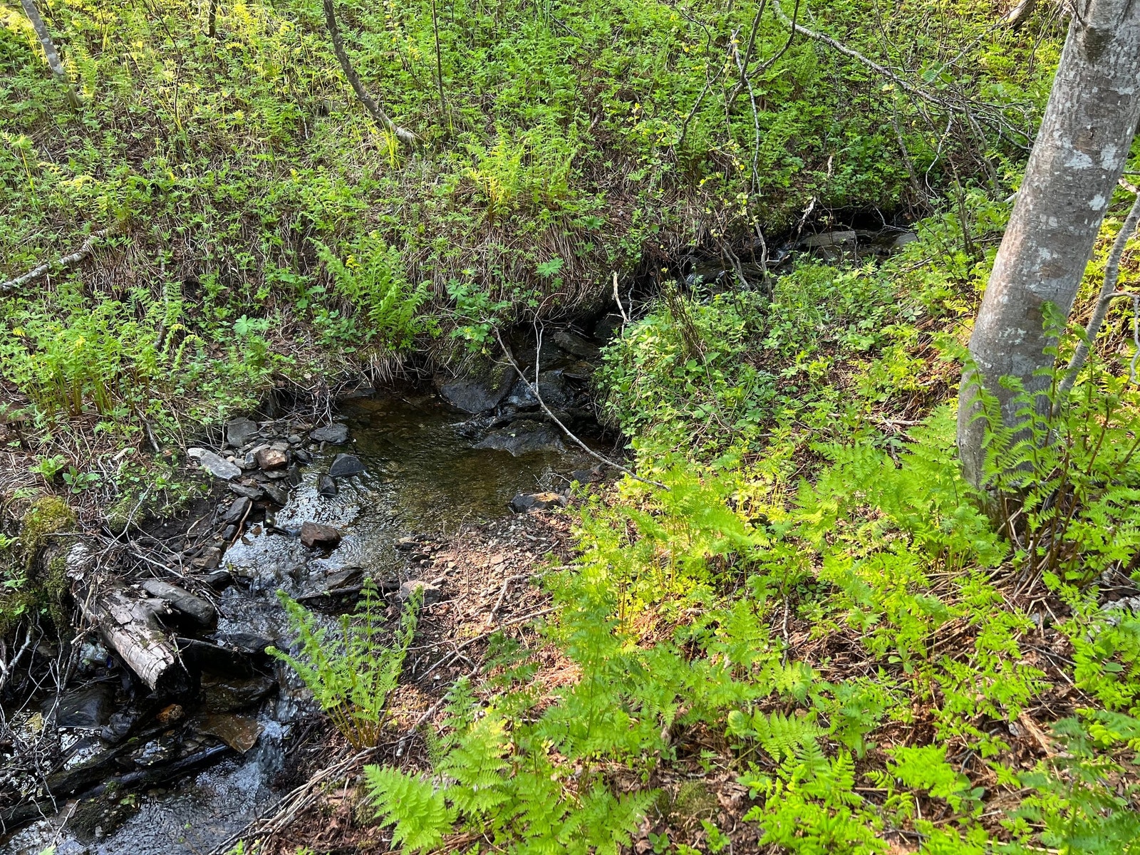 Vann kan hentes fra bekk i nærheten. Det er opplegg for sommervann fra bekken men slangen må byttes ut. Galleribilde