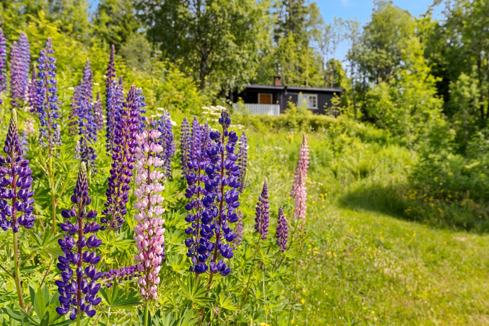 Passer for deg som ønsker ro, natur og enkel tilgang til rekreasjon. Galleribilde