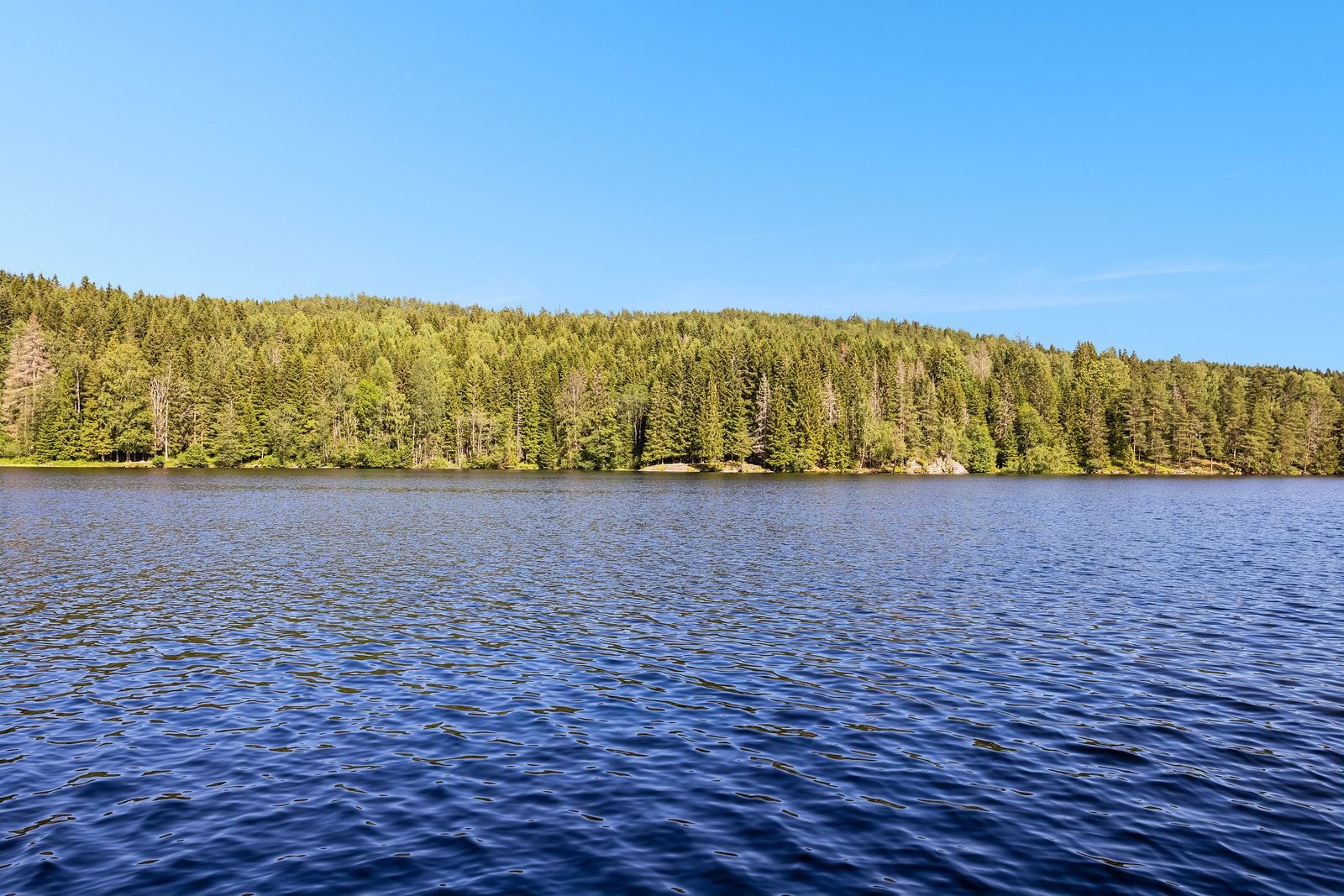 Østmarka Galleribilde