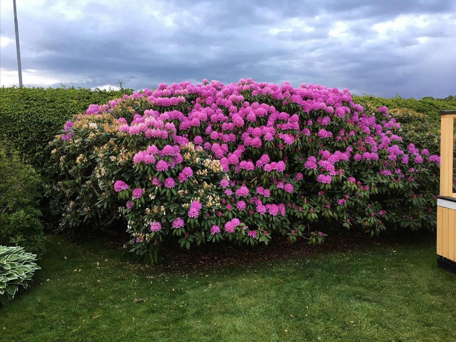 Selgers private bilde. Galleribilde