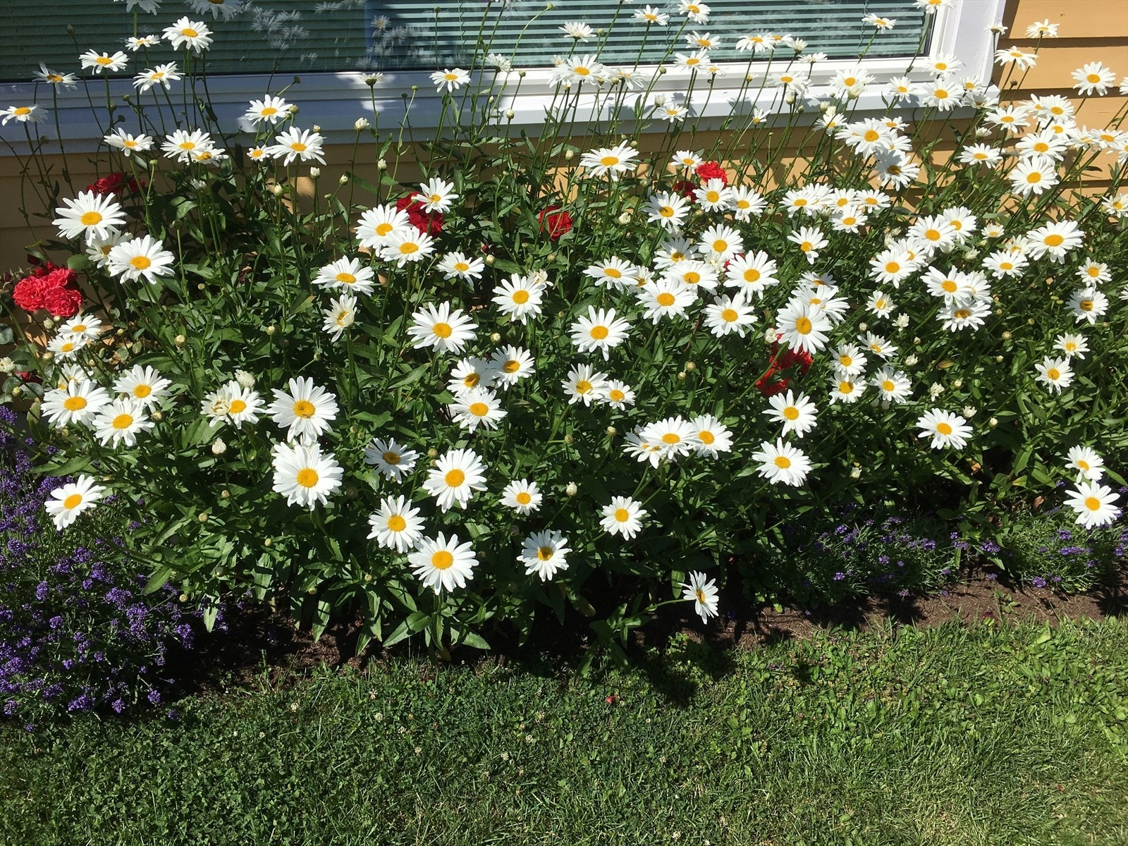 Selgers private bilde. Galleribilde