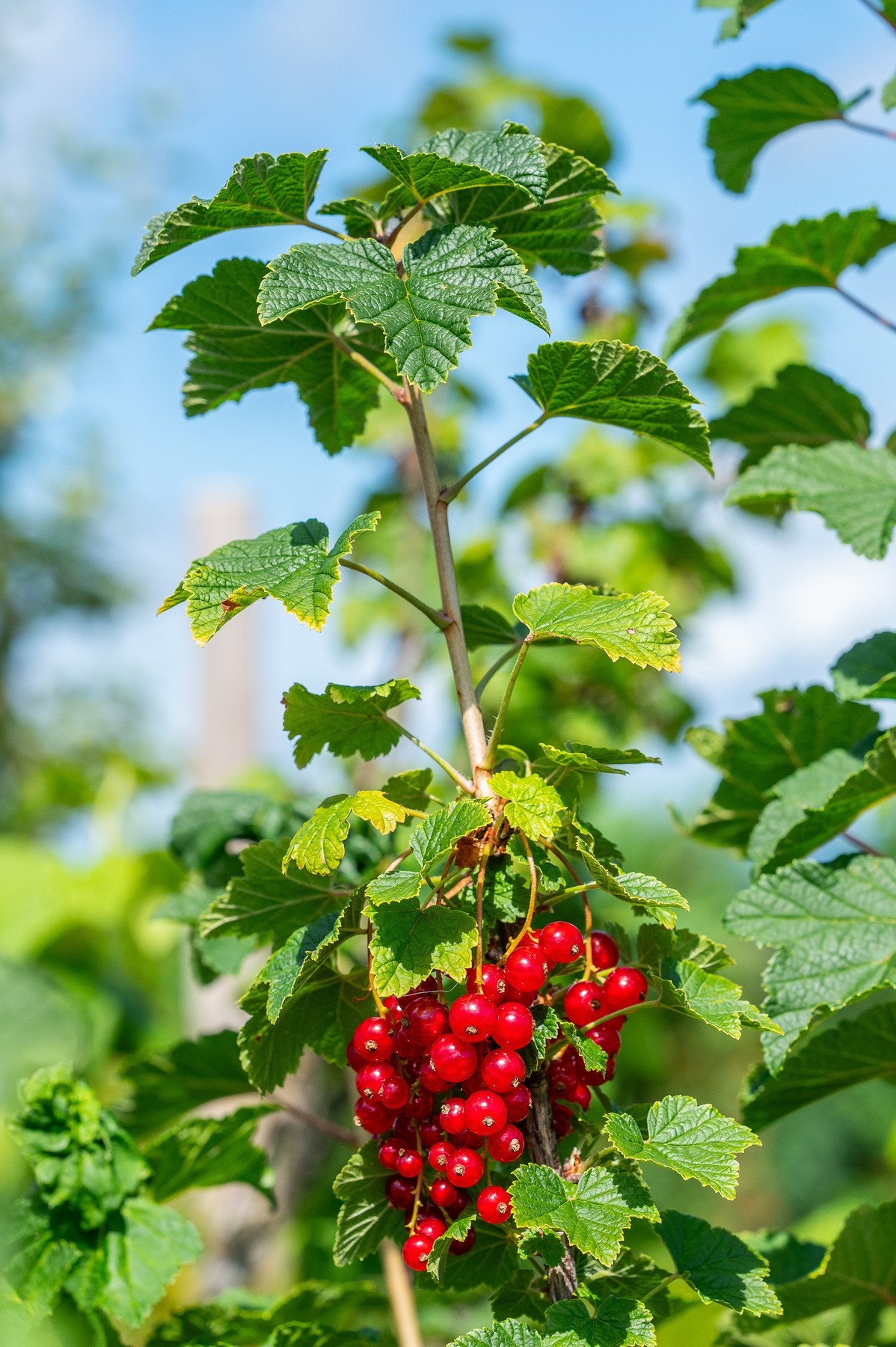 Snart kortreist ripssaft fra egen hage Galleribilde