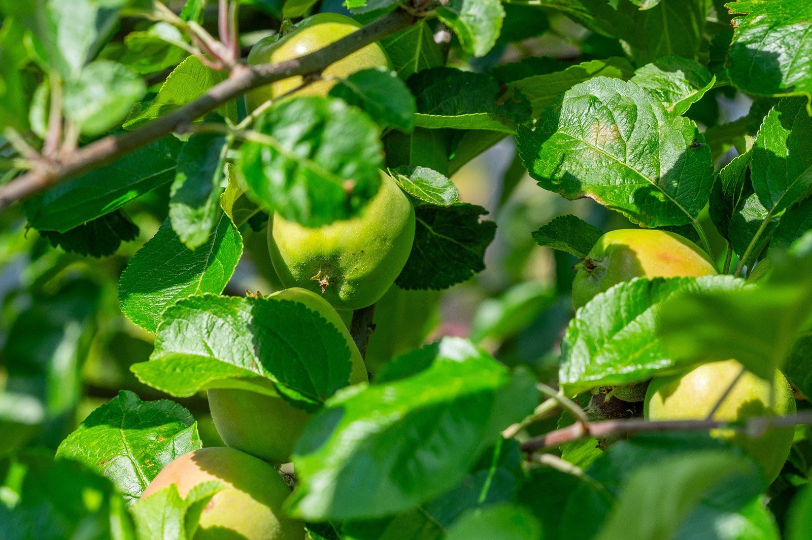 Kortreiste epler snart klare for innhøsting Galleribilde