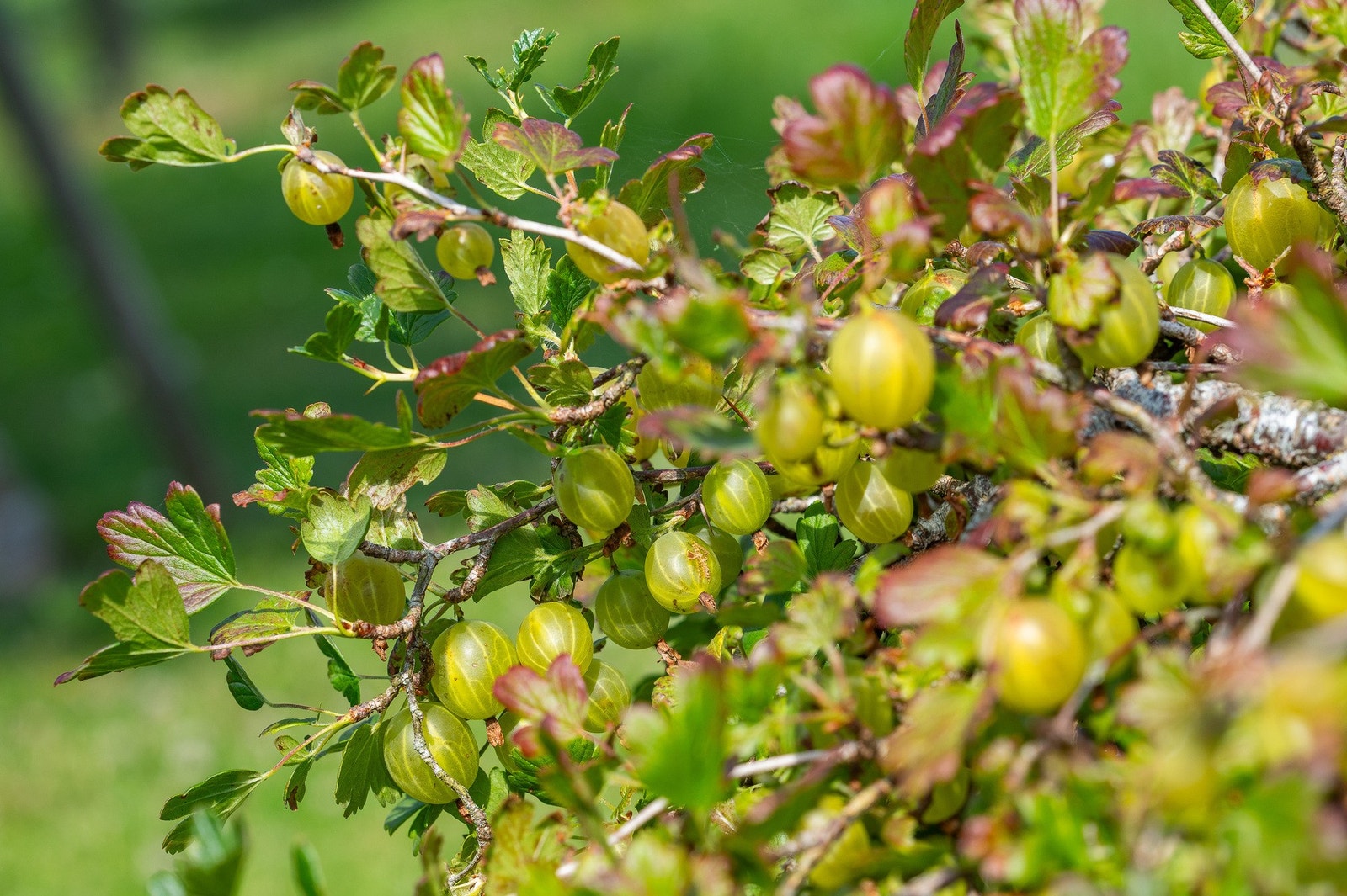 Og stikkelsesbær Galleribilde