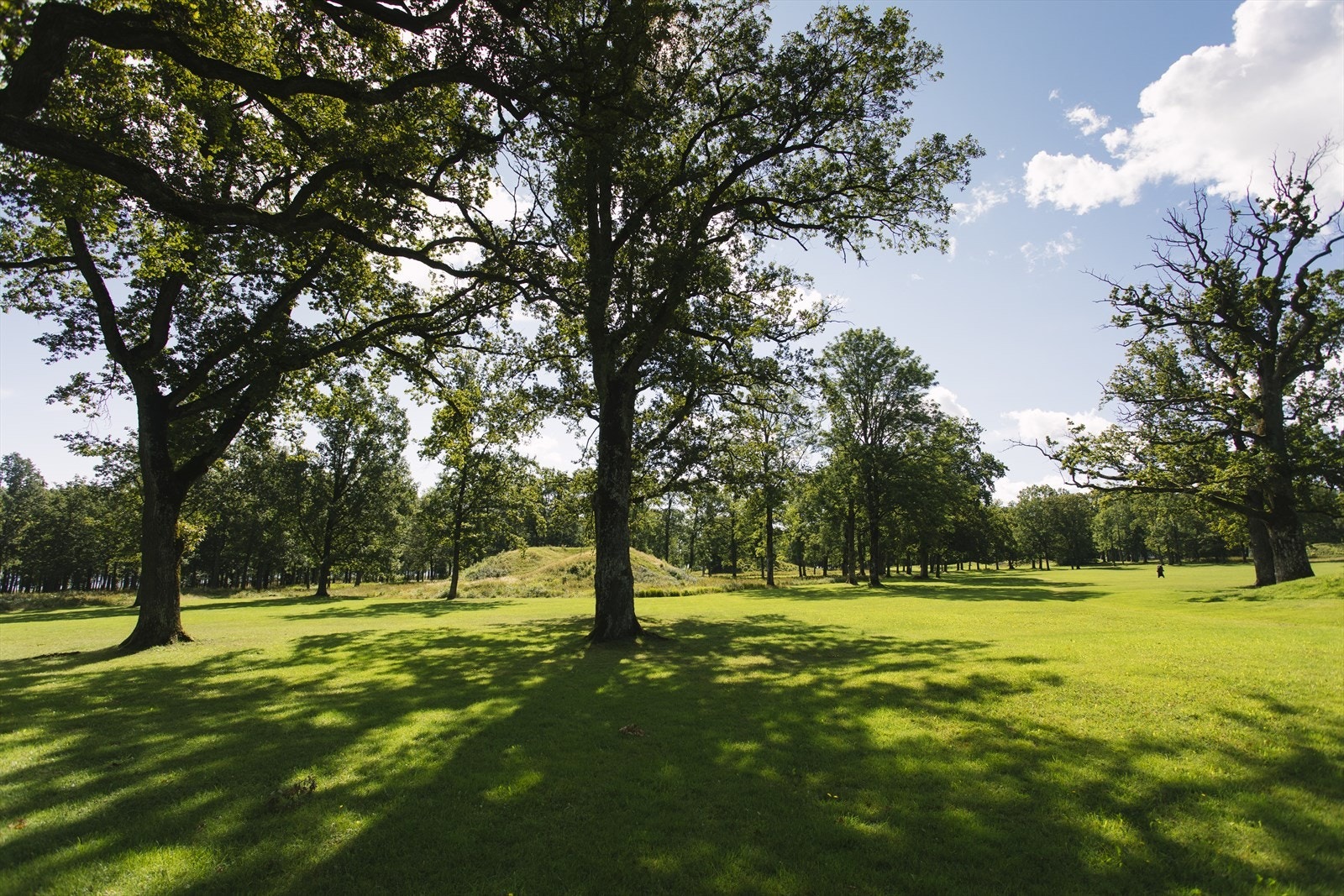 En liten gåtur til flotte turområder på Borrehaugene. Galleribilde