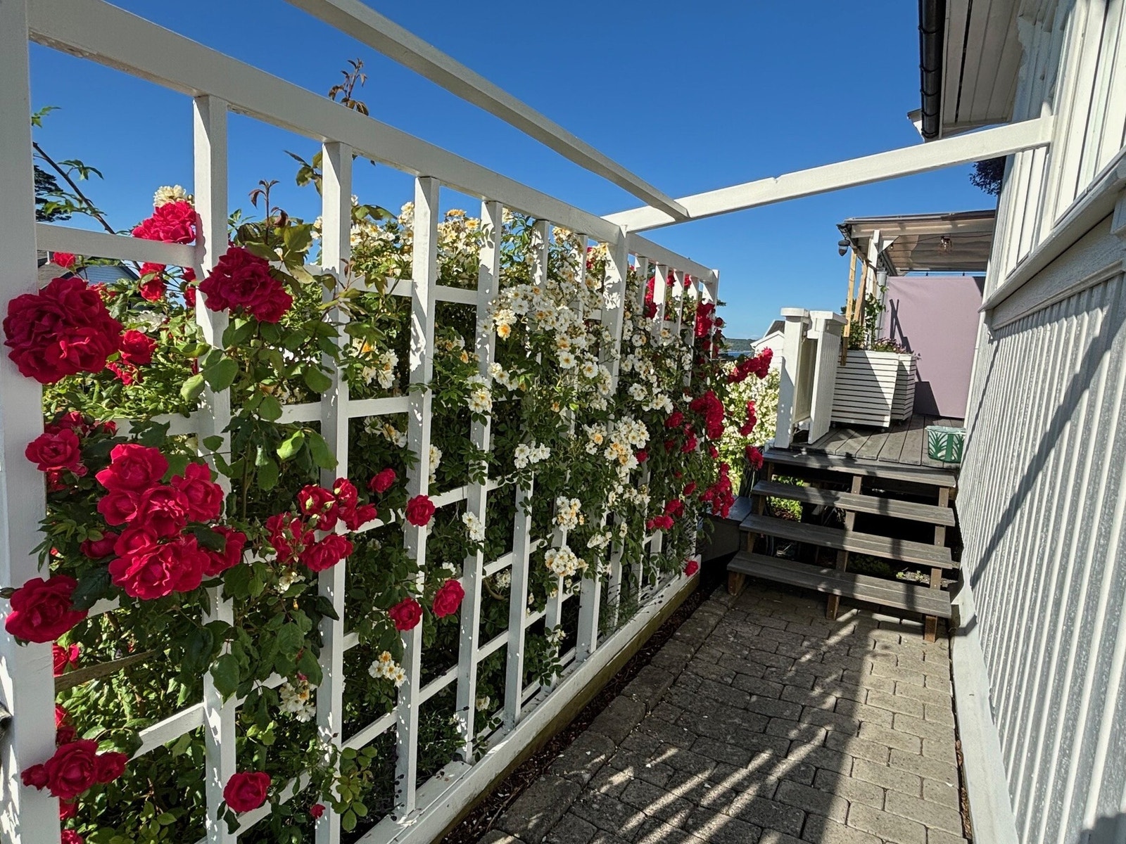 Rosestativet langs sydfasaden, som en svalgang Galleribilde
