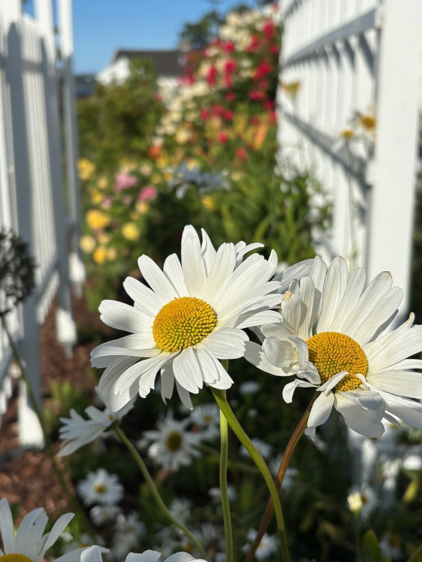 Midtsommer i Mellomhagen 18B Galleribilde