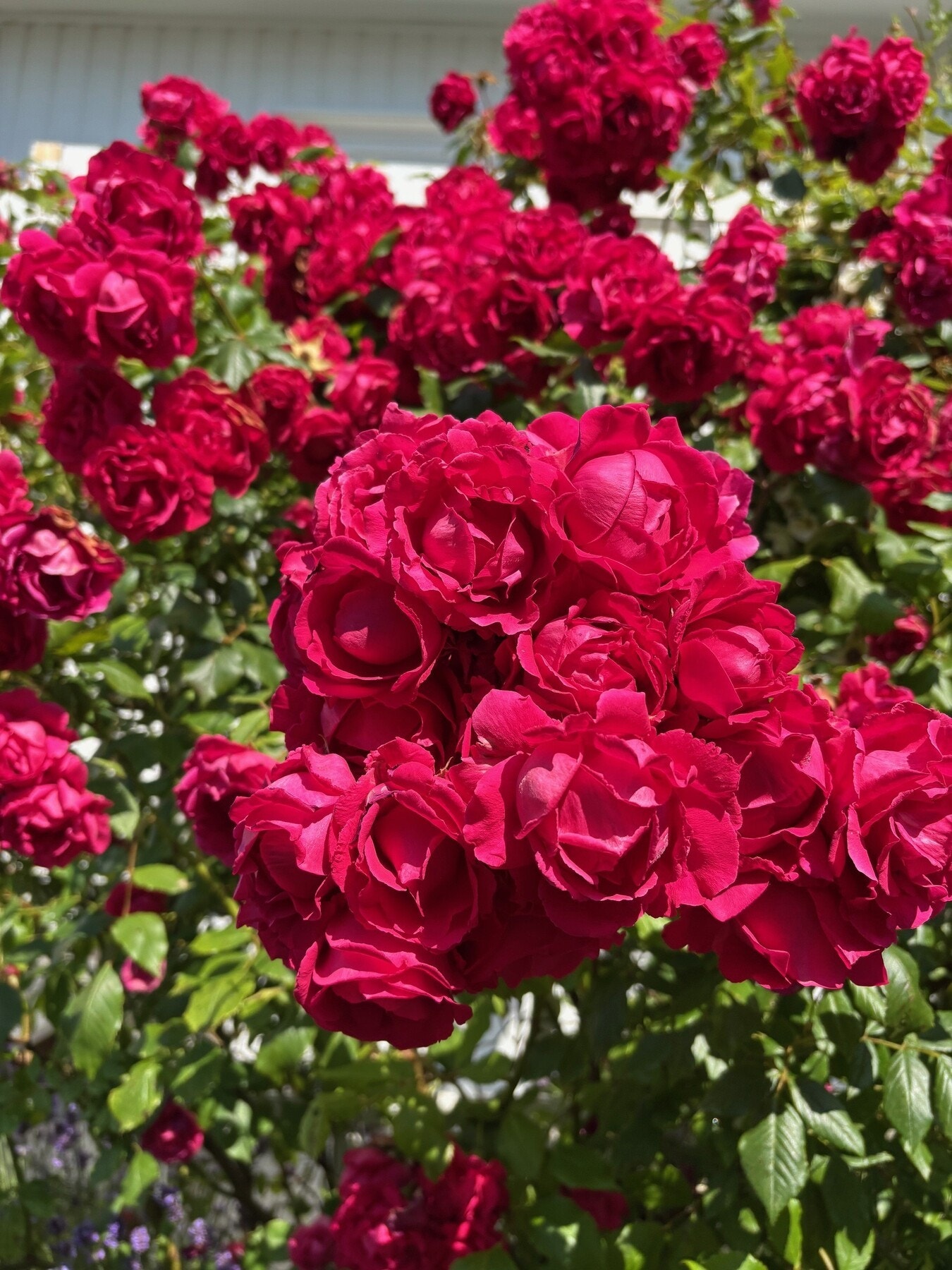 Roseblomstring Galleribilde