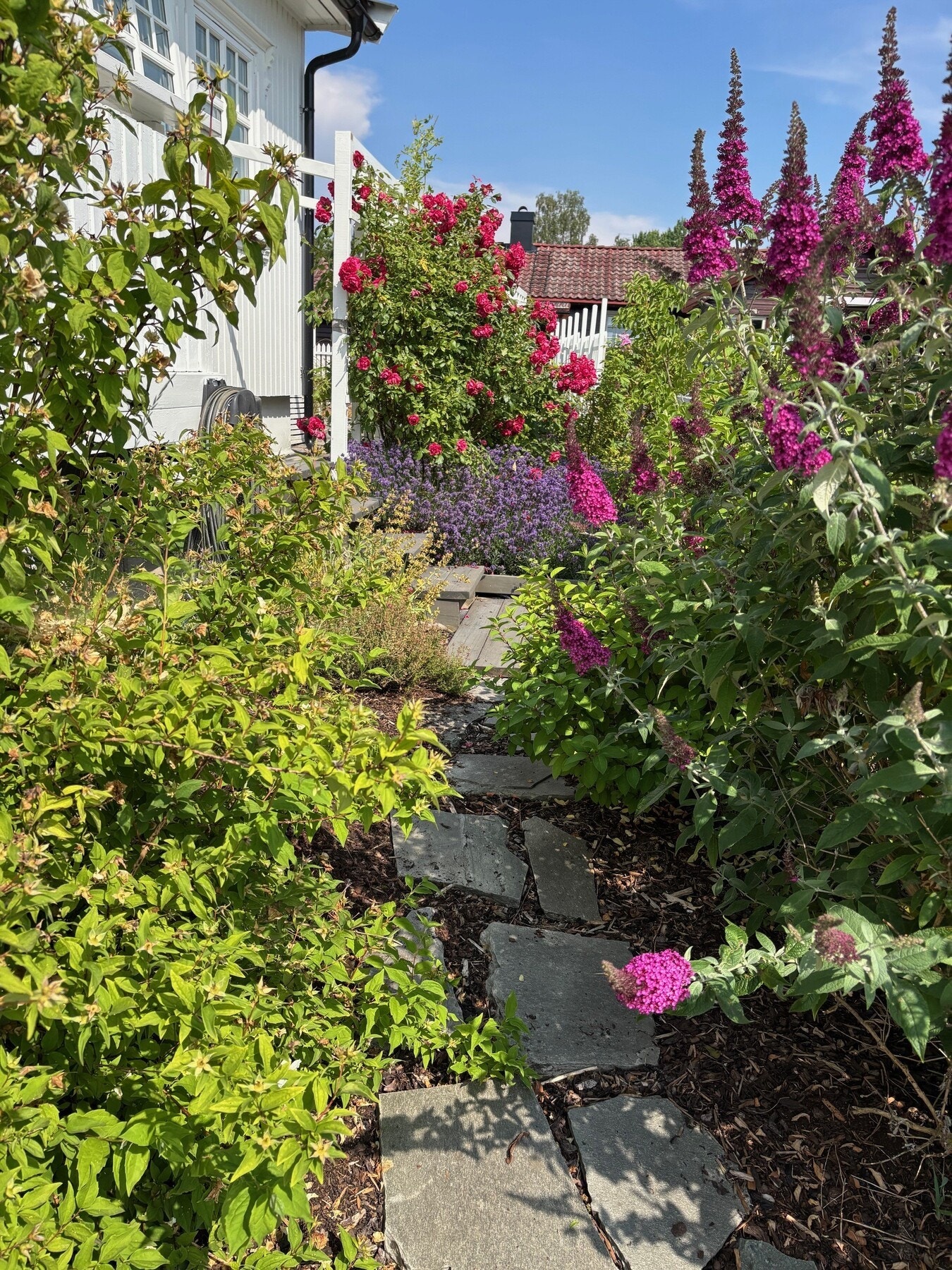 En mengde lavendel holder snegler, flått og lus unna roser og sommerfuglbusker Galleribilde