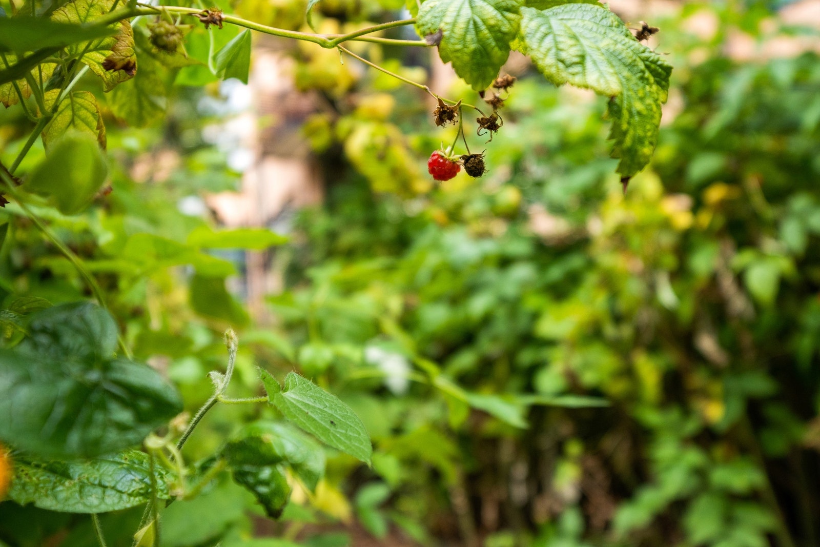 Bakgård. Galleribilde