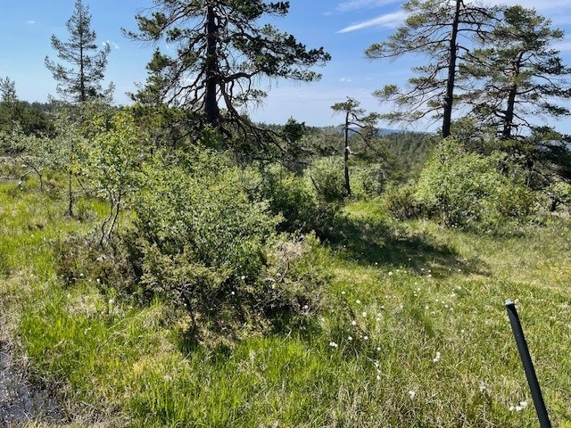 Tomten ligger fritt og fint til uten naboer tett inntil Galleribilde