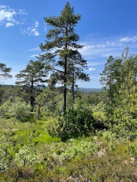 Velkommen til flott fritidstomt på Hillestadheia - presentert av Gaute Kverneland i Aktiv Kristiansand! Galleribilde