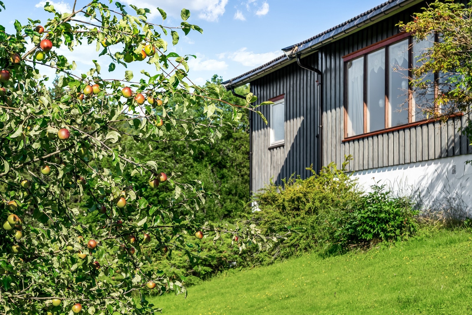 I hagen finner vi eldre og etablerte frukttre. Galleribilde