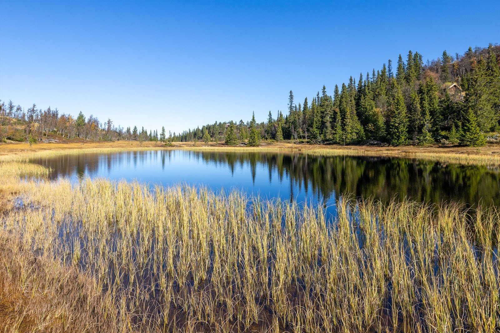 Trondrumarka Galleribilde