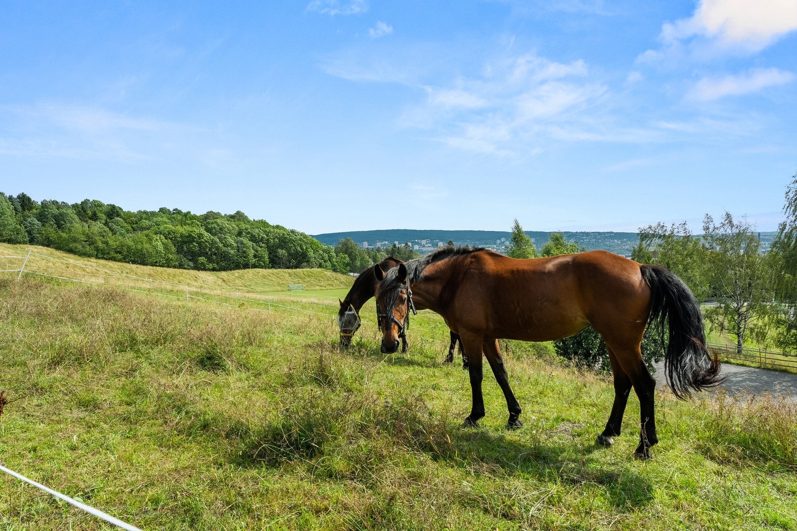 Hestene på Årvoll gård Galleribilde