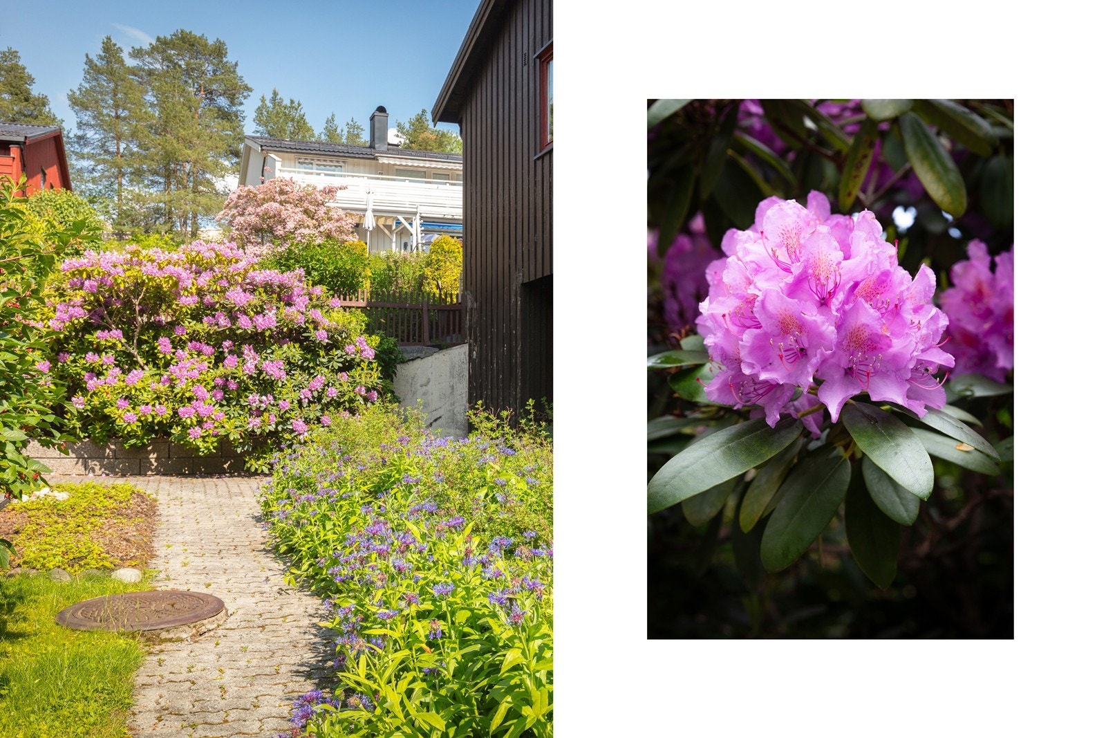 Hagen brytes av busker og blomster. Galleribilde