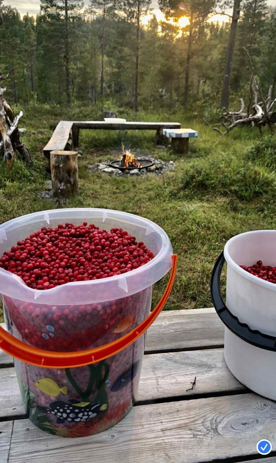 Området er et eldorado for den ivrige bærplukkeren Galleribilde