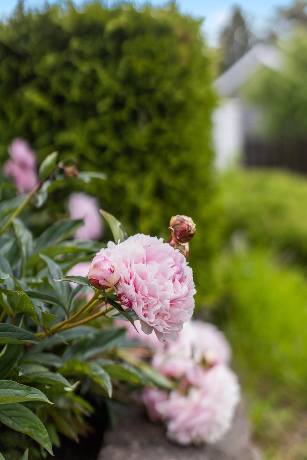 Detalj fra hagen Galleribilde