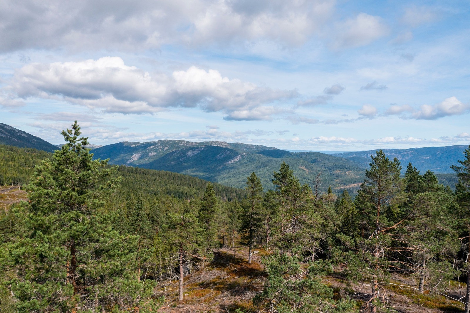 Foto fra tomteområdet Galleribilde