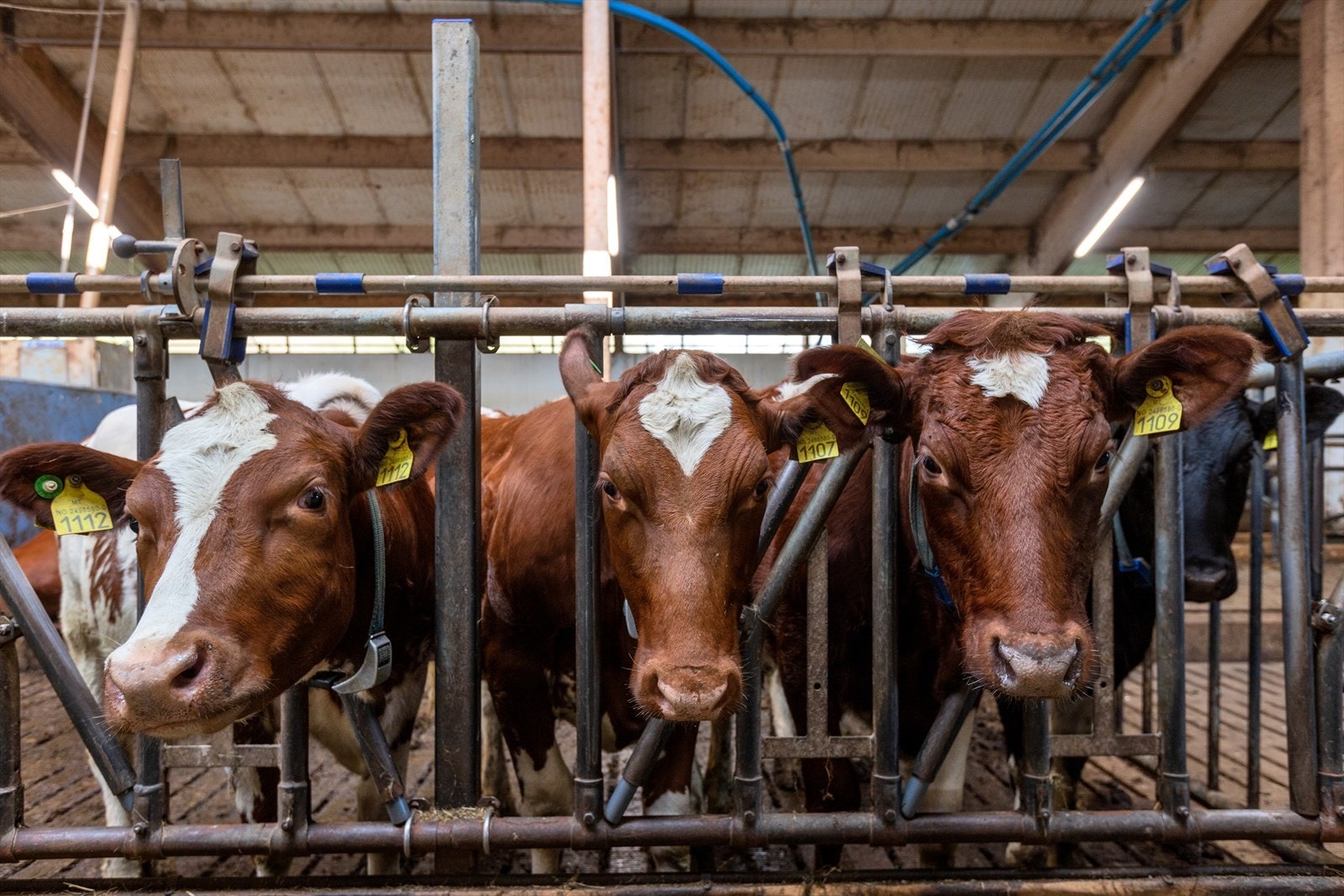 Fellesfjøs for melkeproduksjon med kapasitet på ca. 600.000 liter Galleribilde