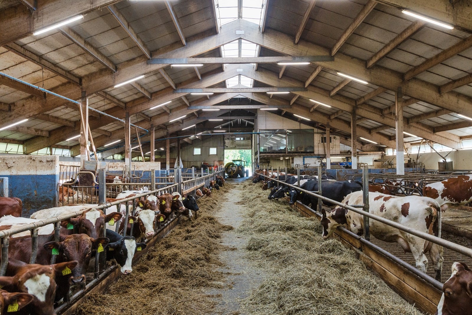 Det er bl.a. 87 liggebåser for ku Galleribilde