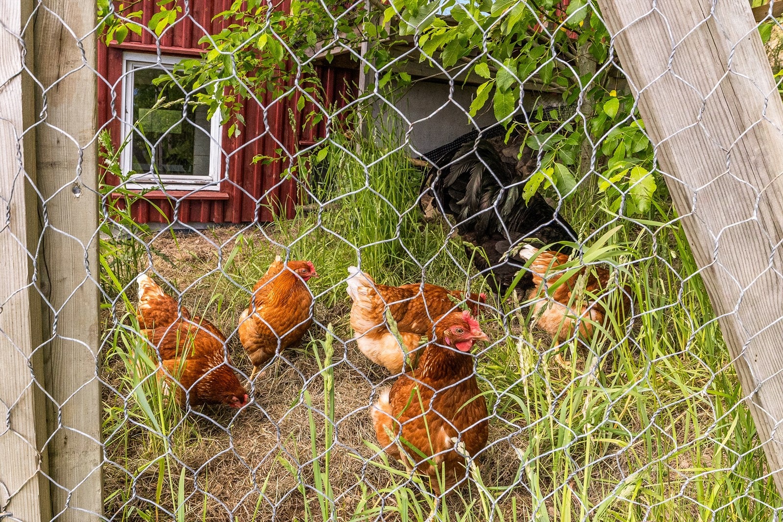 Små høner i egen inngjerdet hønsegård - del av eiendommens dyrehold Galleribilde