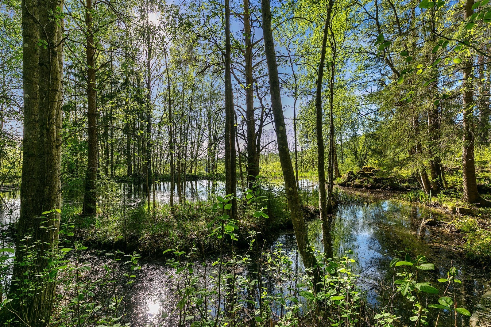 Damanlegg. Galleribilde