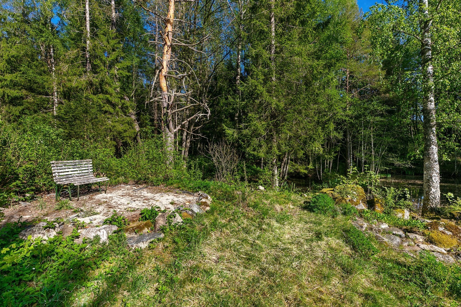 Damanlegg. Galleribilde