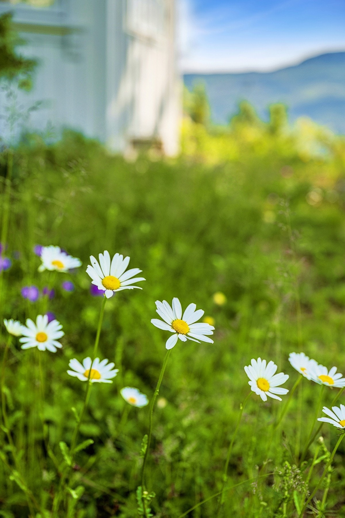 Det bugner av blomster rundt lysthuset. Galleribilde