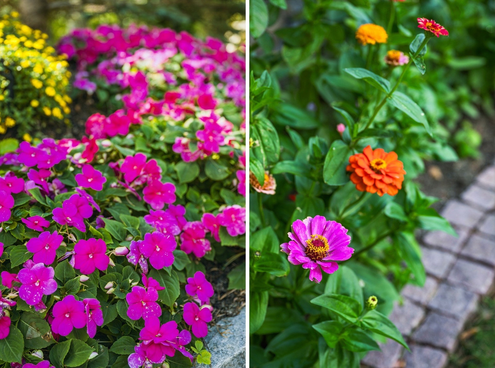 Sommerblomster som rammer inn hagen. Galleribilde