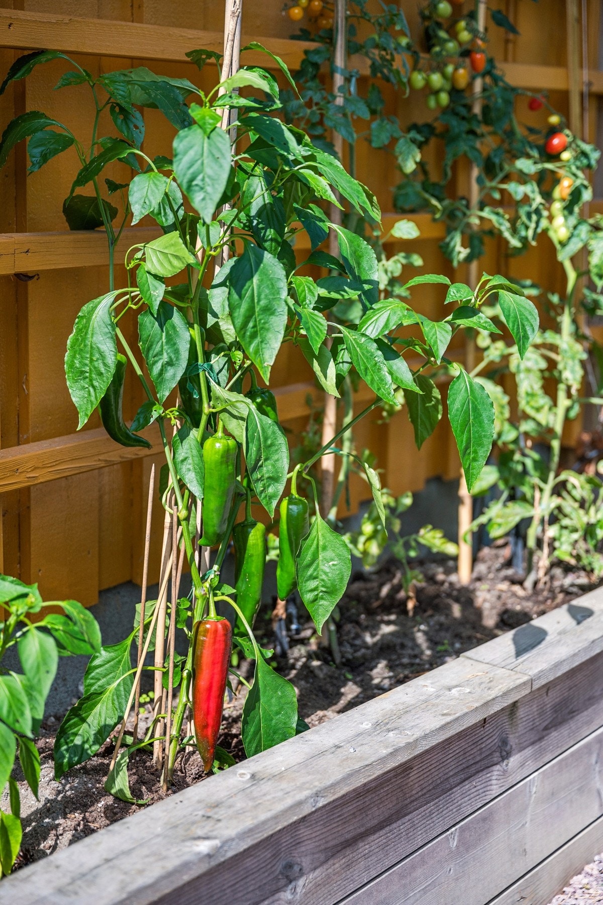 Grønnsaker rett fra egen hage - kortreist og smakfullt. Galleribilde