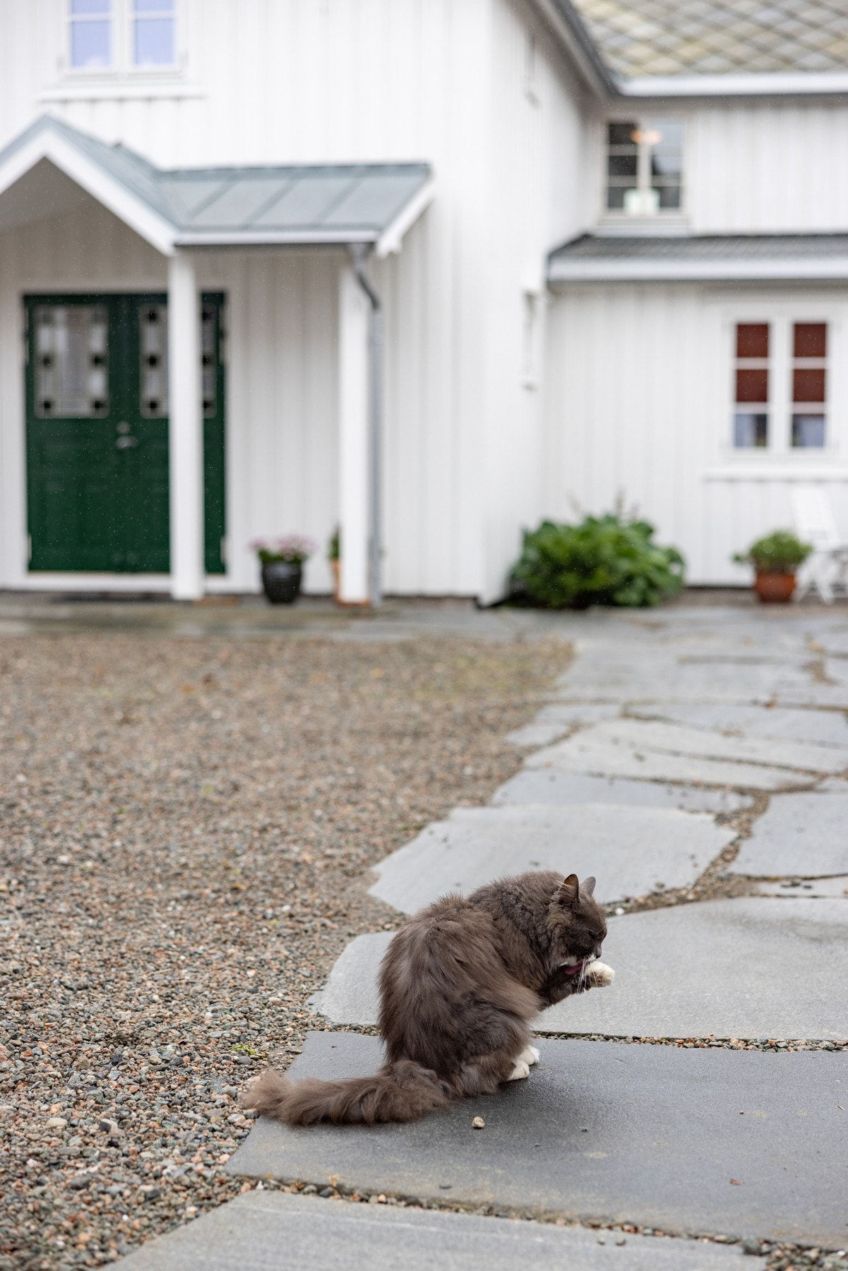 Ingen gård uten katt. Galleribilde