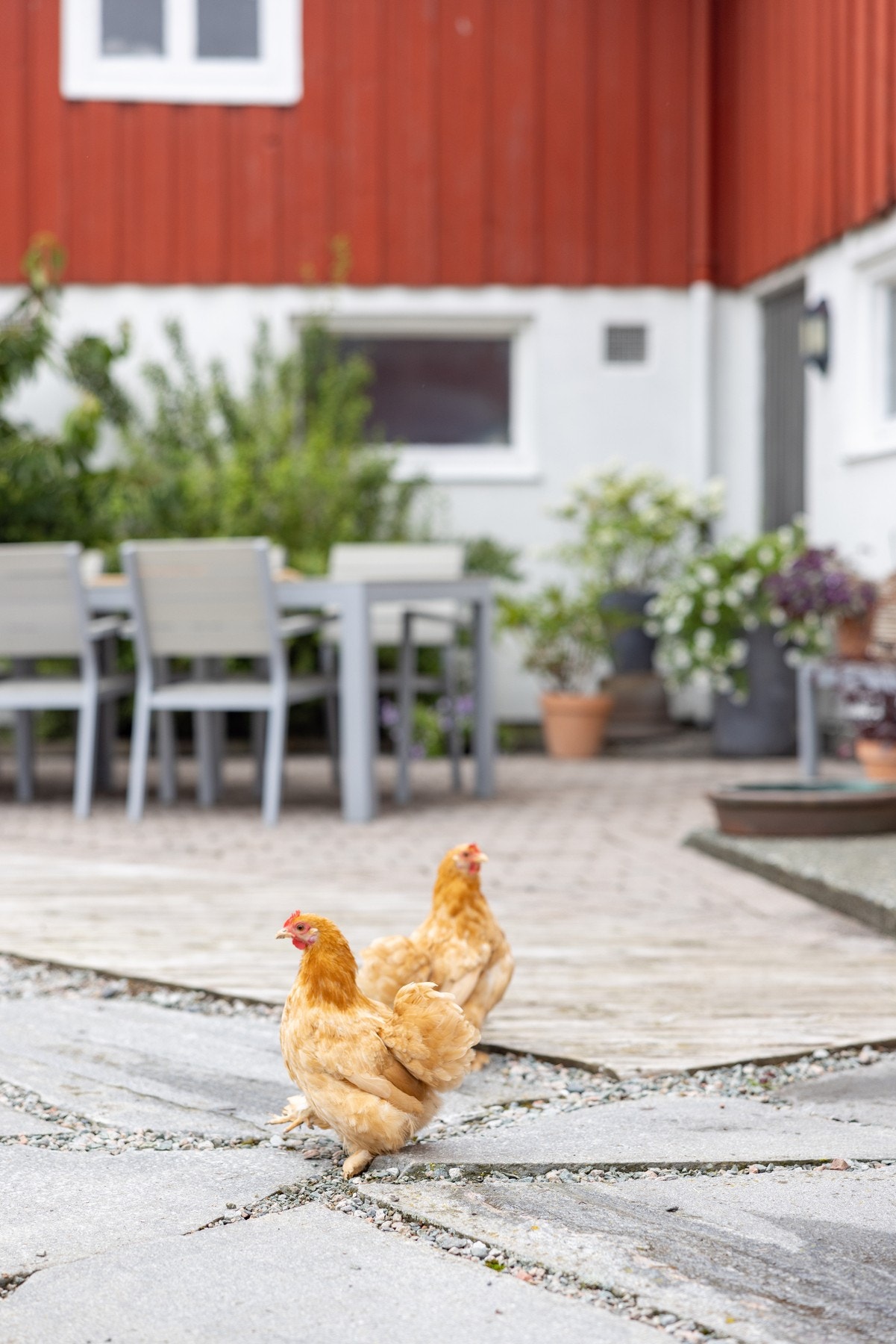 Her kan hønene spankulere fritt rundt Galleribilde