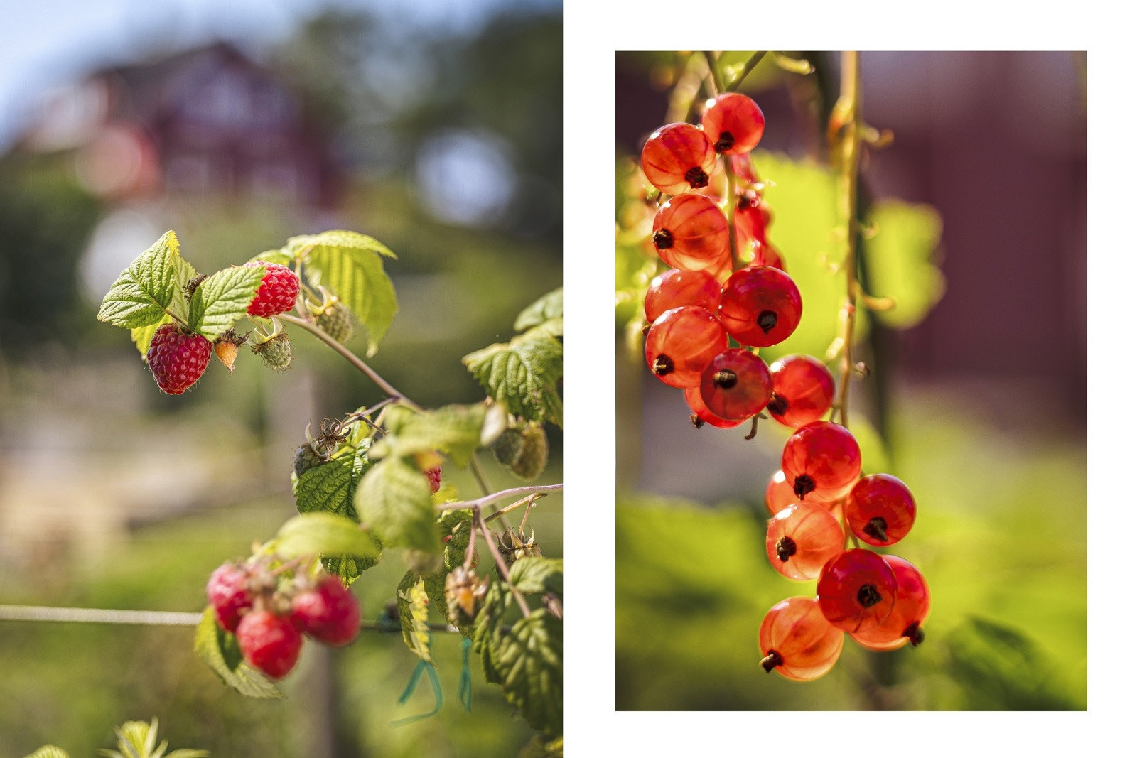 - I hagen finner man også bærbusker - Galleribilde