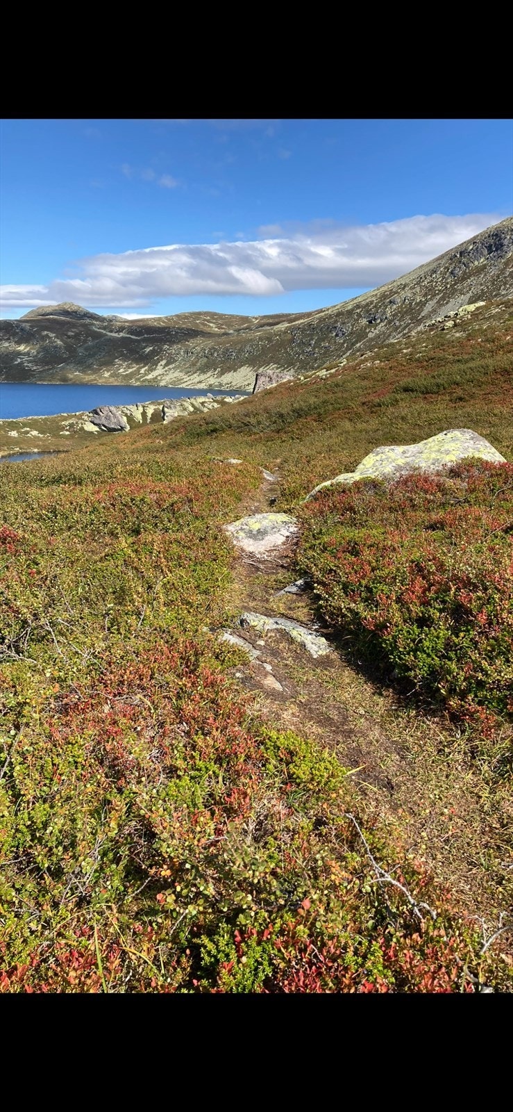 Selgers egne bilder Galleribilde