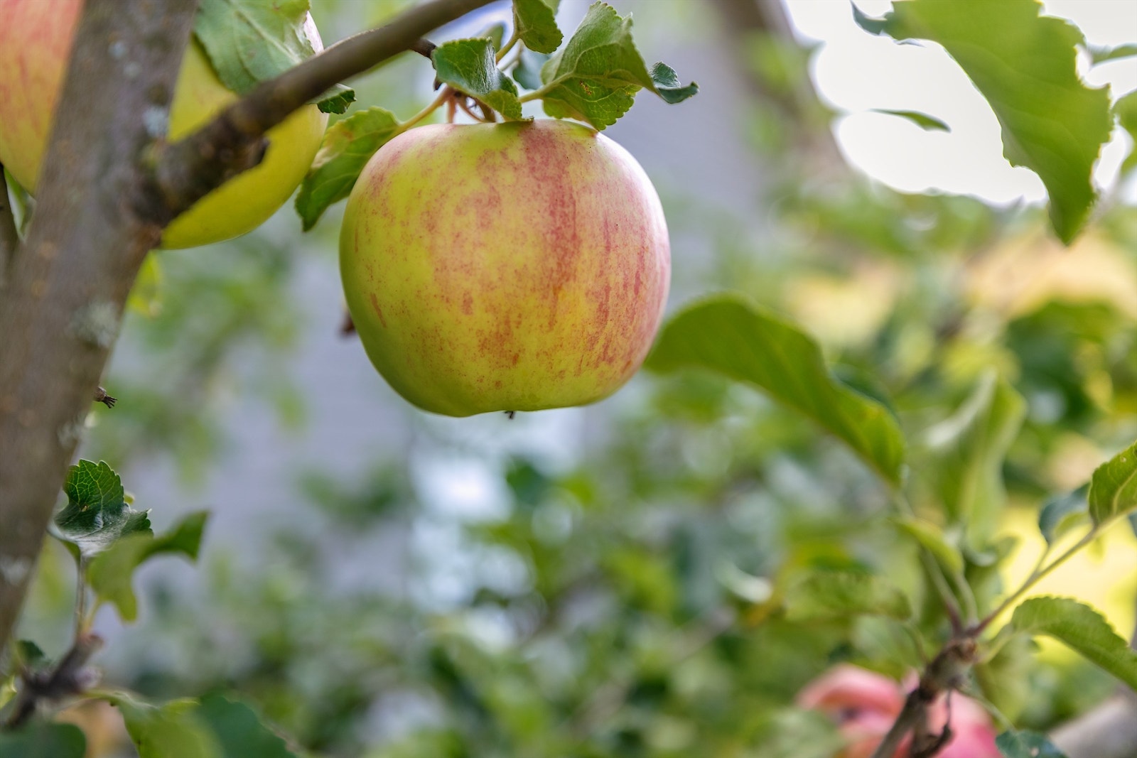 Epler i hagen Galleribilde