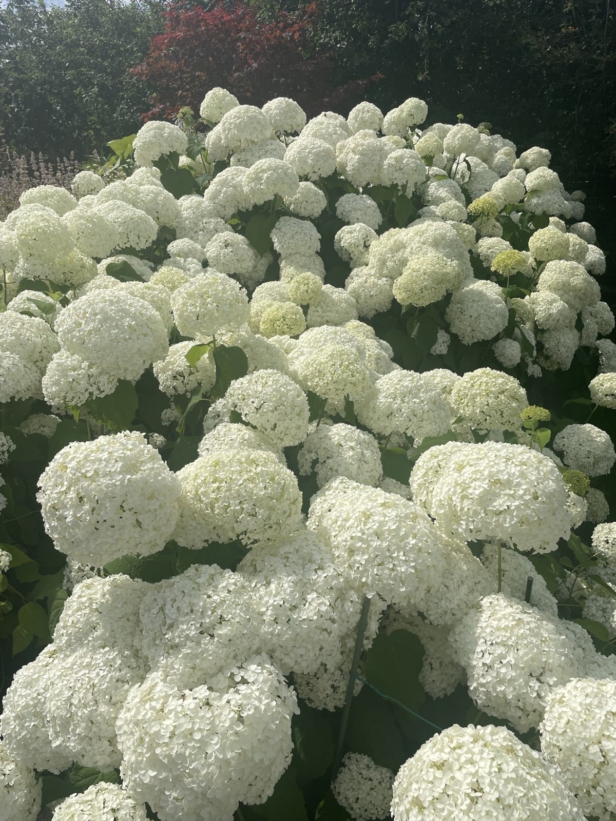 Privat hagebilde Galleribilde