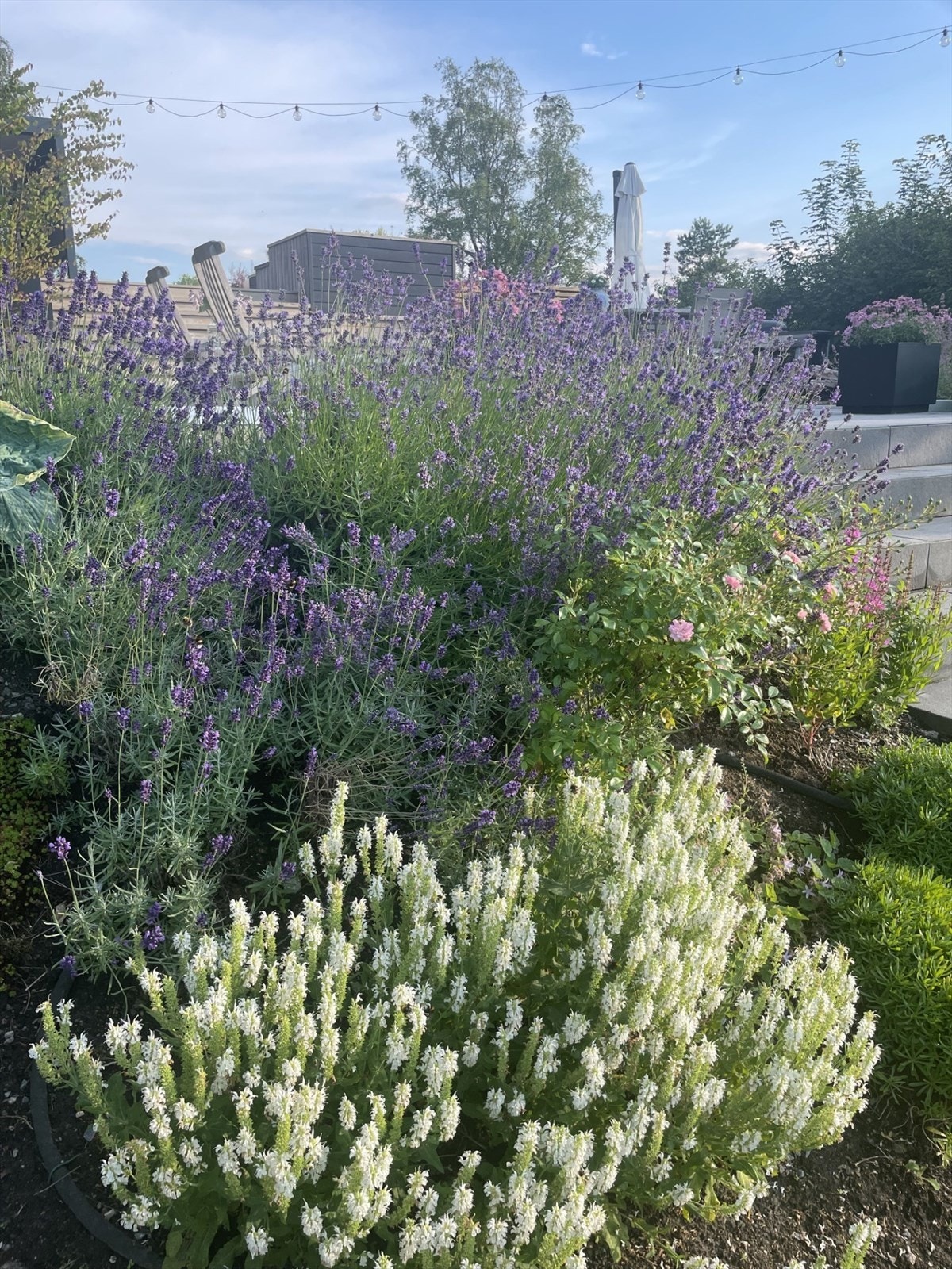 Privat hagebilde Galleribilde