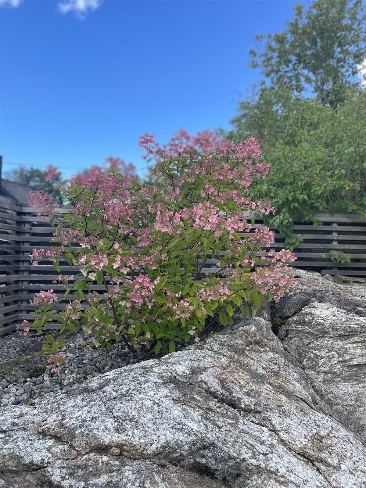 Privat hagebilde Galleribilde