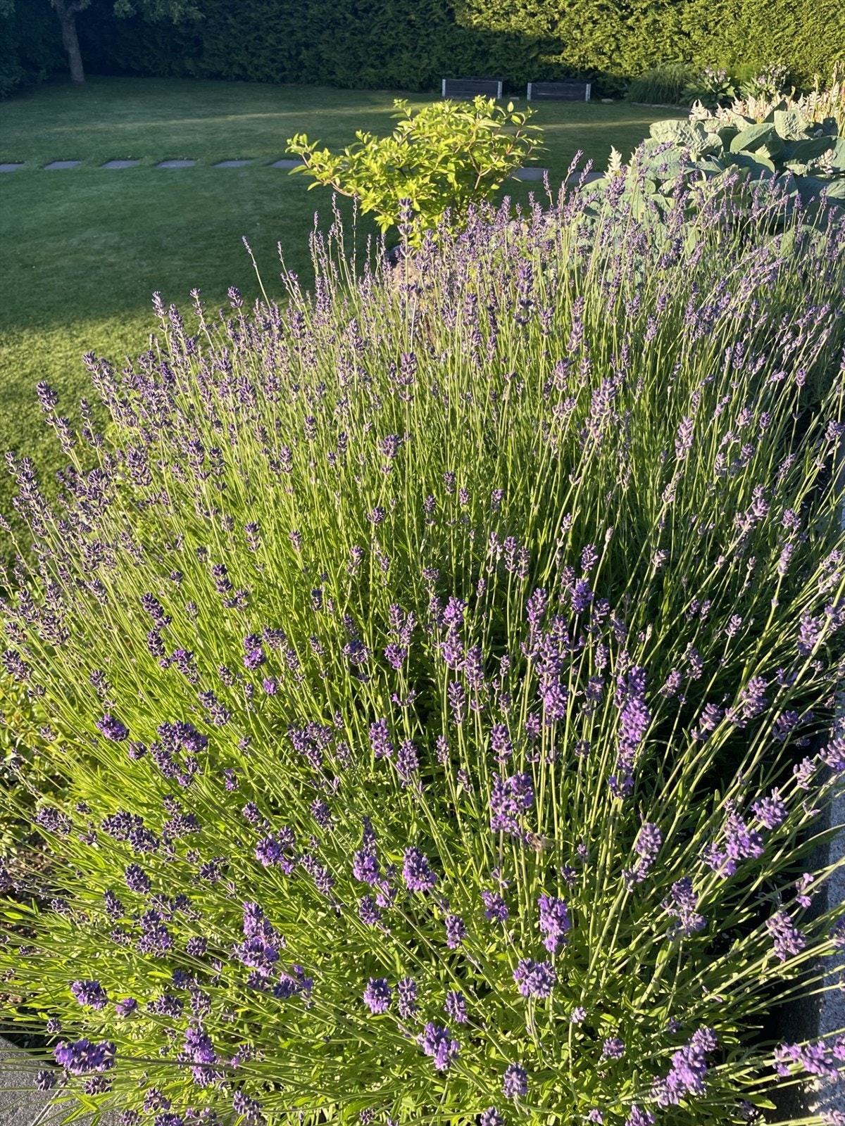 Privat hagebilde Galleribilde